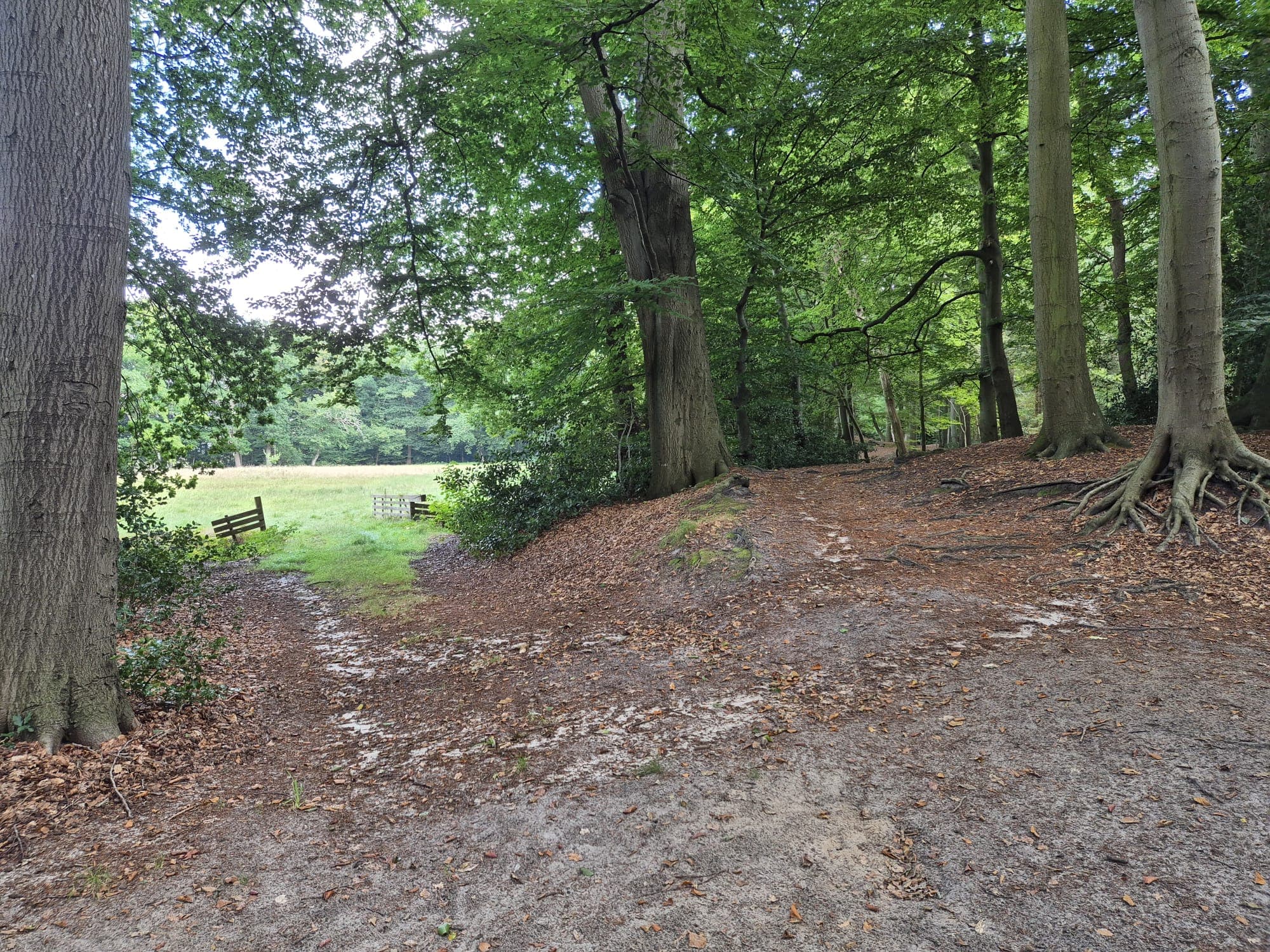 Bosrand met grote beukenbomen